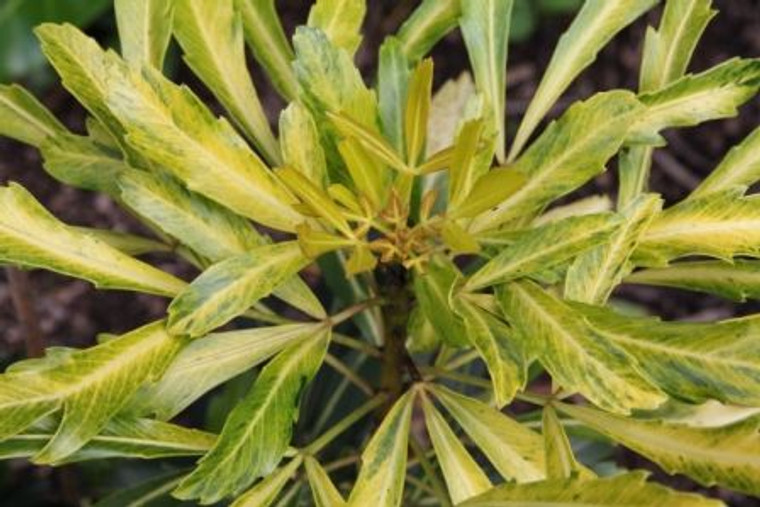 Pseudopanax 'Gold Finger' 8L