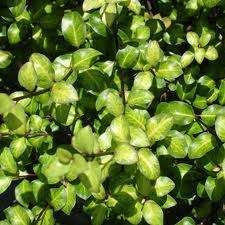 Pittosporum 'Tandarra Gold' 3.5L (80524) 2.5L