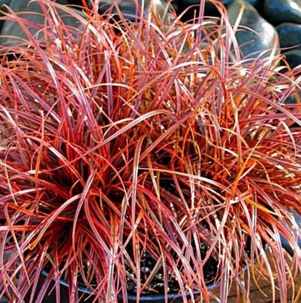 Uncinia 'Ruapehu' 1.5L