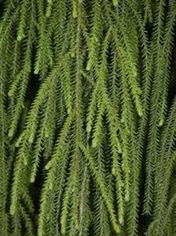 Dacrydium cupressinum 3.5L