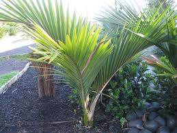 Rhopalostylis chathamica 10L