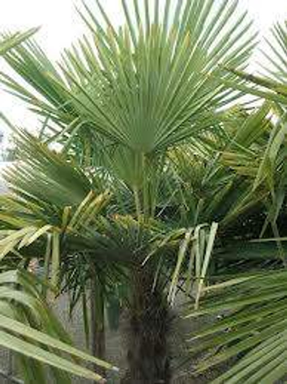 Trachycarpus fortunei 45L