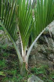 Rhopalostylis sapida 3.3L