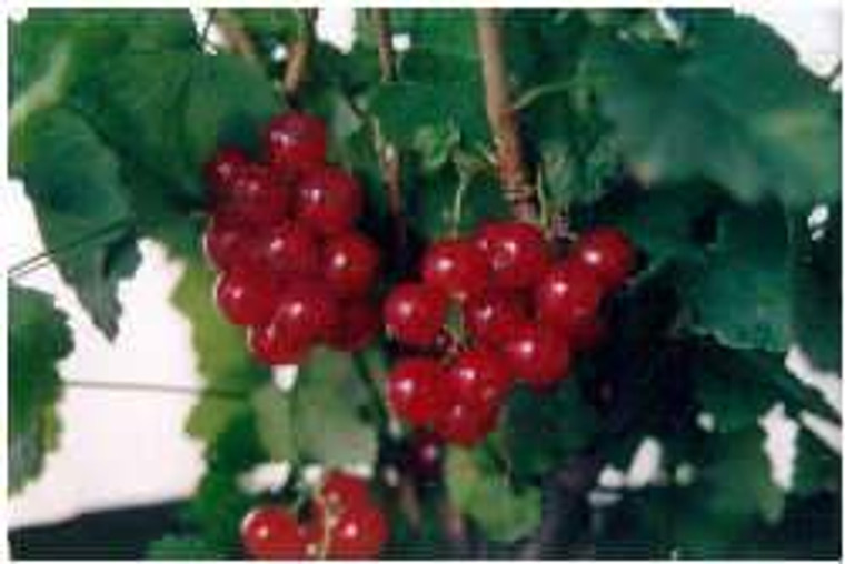 Red Currant 3L