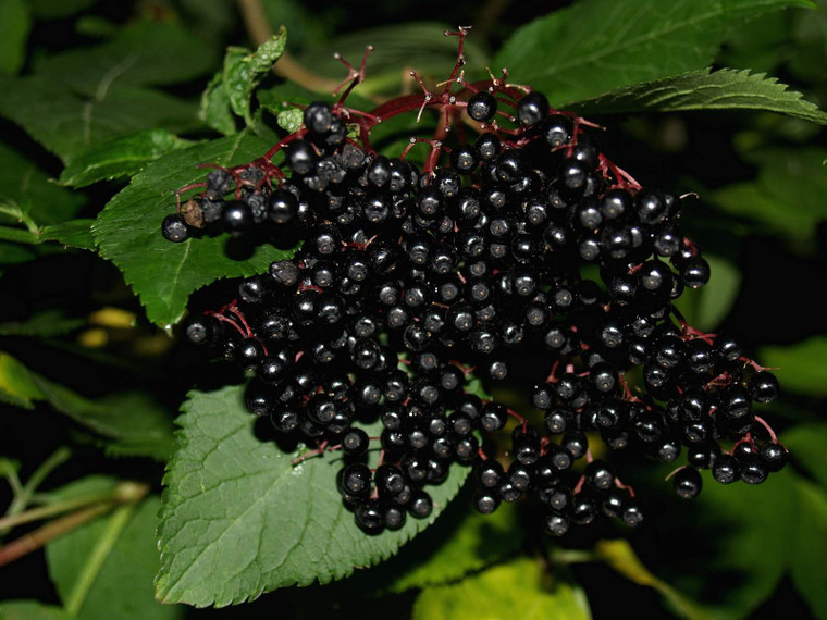 Elderberry 4.7L