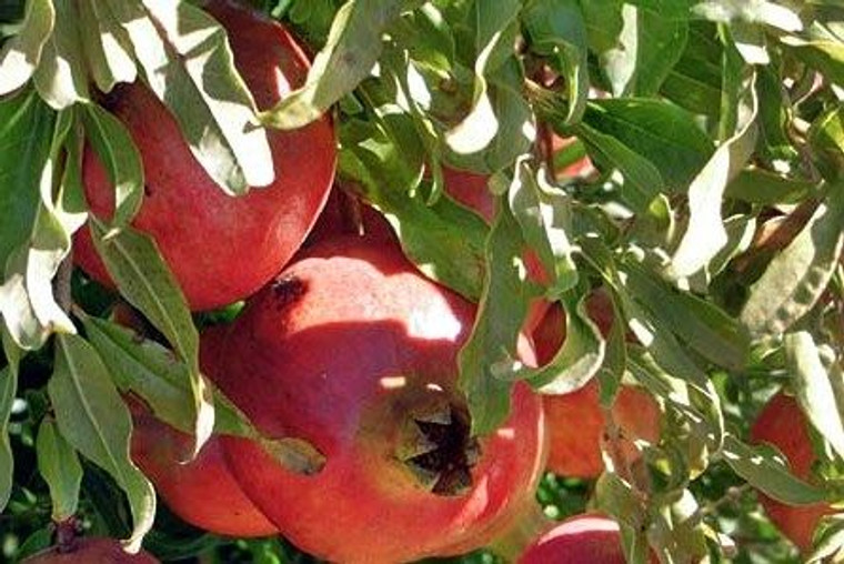 Pomegranate 'Eversweet' 3L
