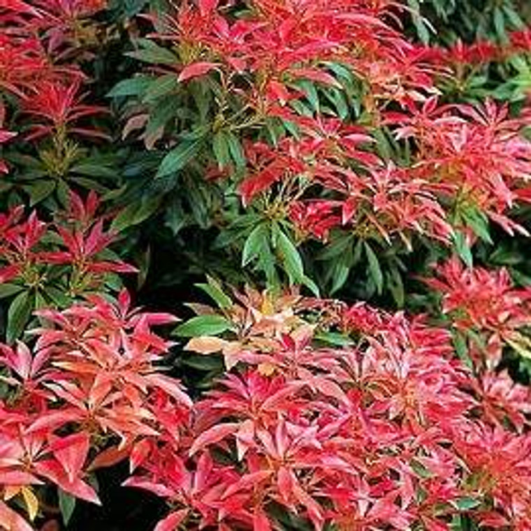 Pieris japonica 'Forest Flame' 4.5L