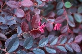 Loropetalum 'Plum Delight' 2.5L