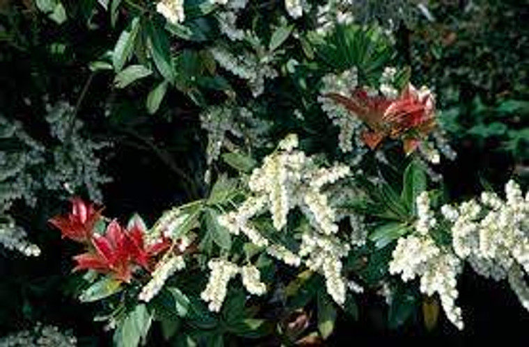 Pieris 'Wakehurst' 4.7L