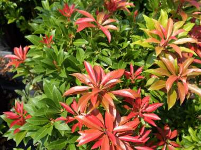 Pieris japonica 'Mountain Fire 4.5L