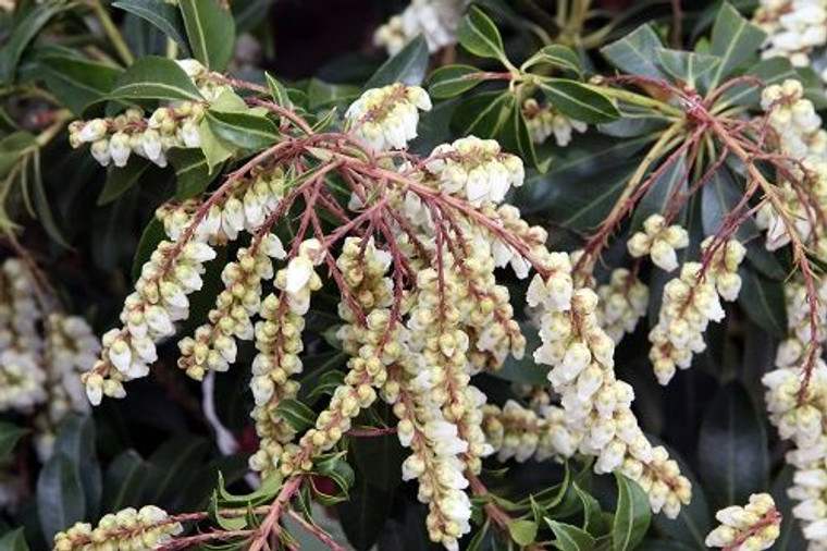 Pieris japonica 'Scarlet O'Har 4.5L