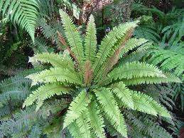 Blechnum discolor PB5