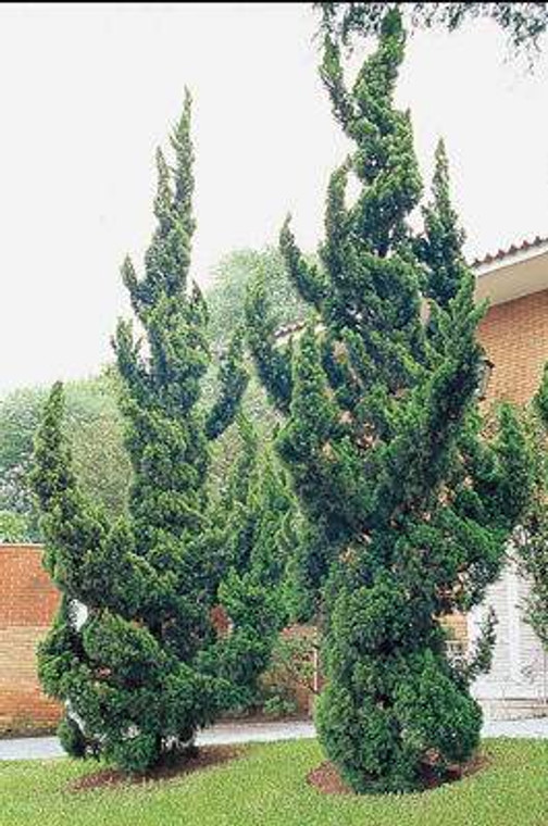Juniperus chinensis 'Kaizuka' PB8