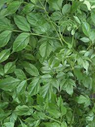 Radermachera sinica 6L