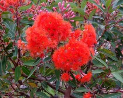 Eucalyptus ficifolia PB8