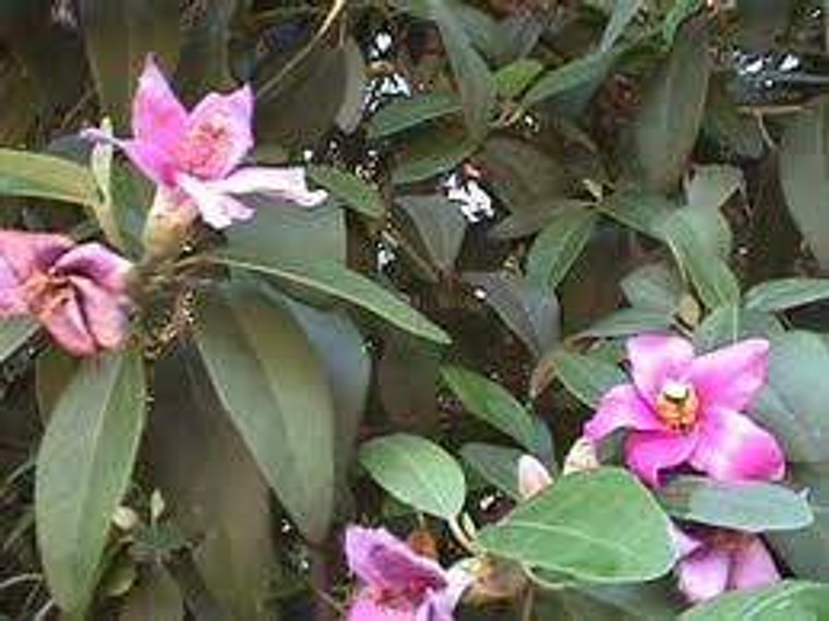 Lagunaria patersonii 2.5L