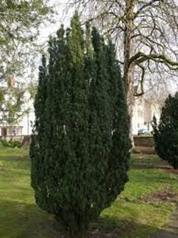 Taxus baccata 'Fastigiata' 3.3L