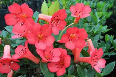 Rhododendron v 'Saxon Glow' 2.5L