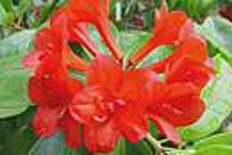 Rhododendron vireya 'Red Adair 2.5L