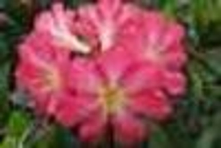 Rhododendron vireya 'Pink Jazz 2.5L