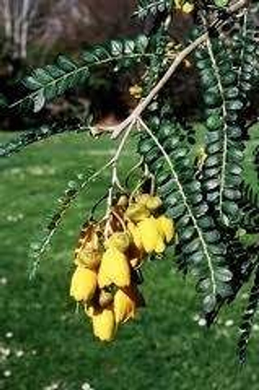 Sophora tetraptera 'Milligold' 6L (87082) 6L