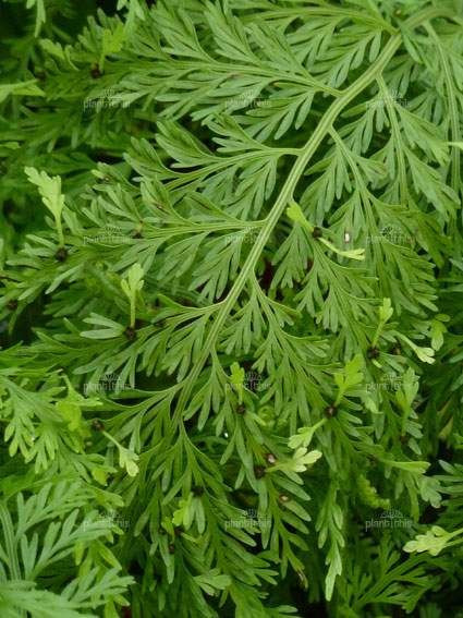 Asplenium bulbiferum 14cm