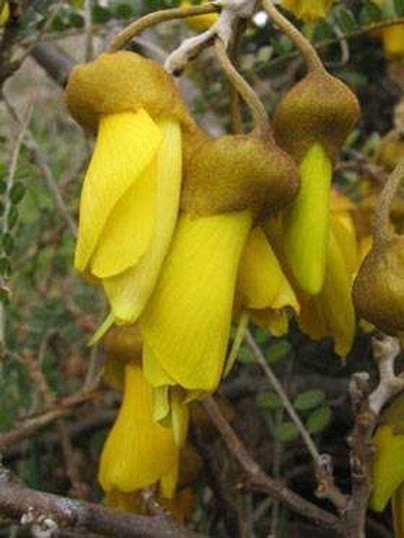 Sophora microphylla PB12 (87168) PB12