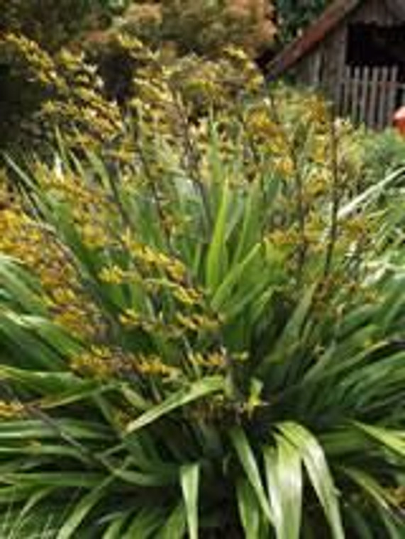 Phormium cookianum 1.5L