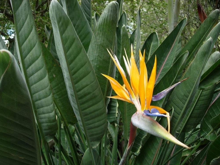 Strelitzia reginae 8L (89340) 8L