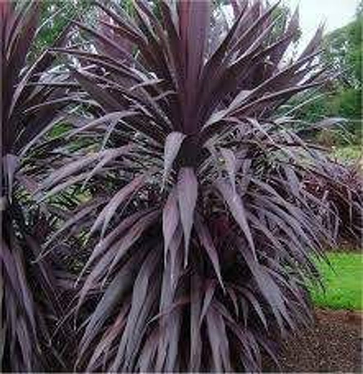 Cordyline 'Renegade' 15L