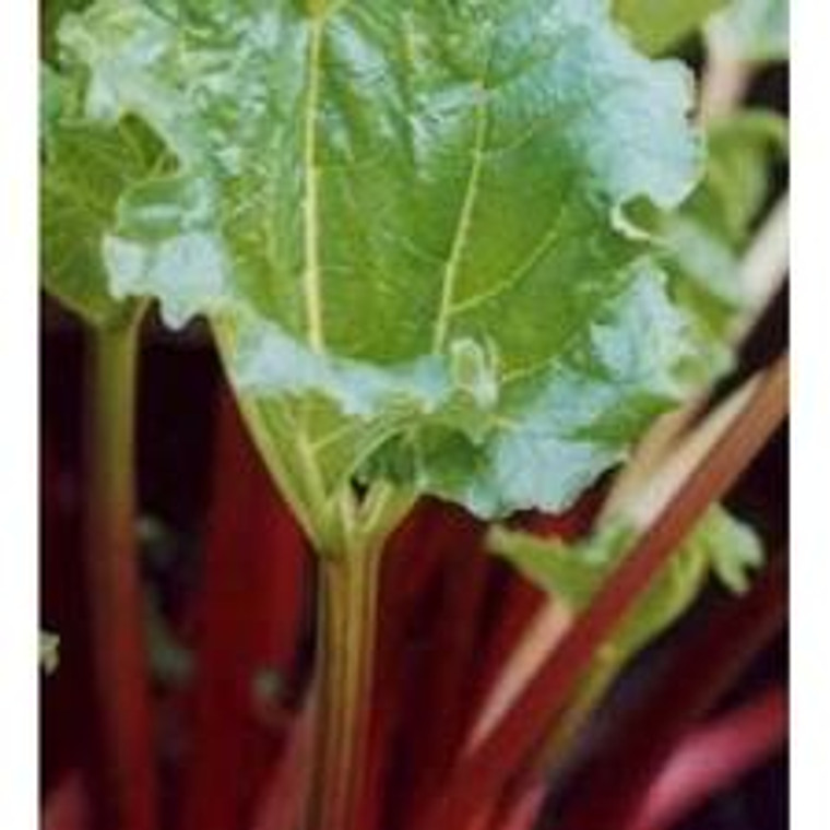 Rhubarb 'Glaskins Perpetual' 1L
