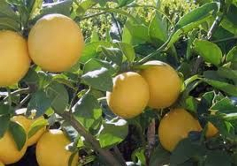 Citrus 'Lemon Meyer' 25L