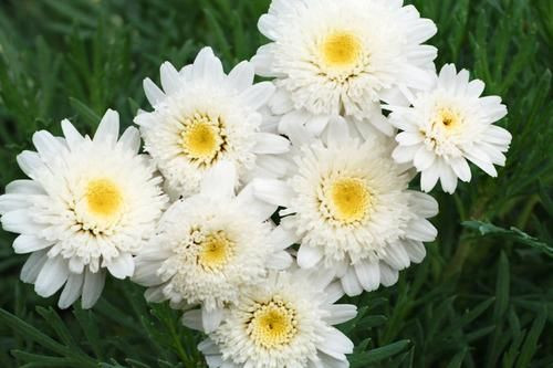 Argyranthemum 'Sugar & Ice' 1.5L