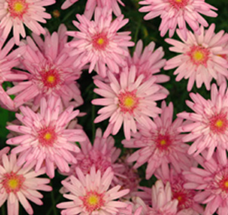 Argyranthemum 'Summer Stars' 14cm