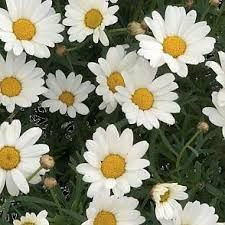 Argyranthemum 'Angelic Mars' 2.5L
