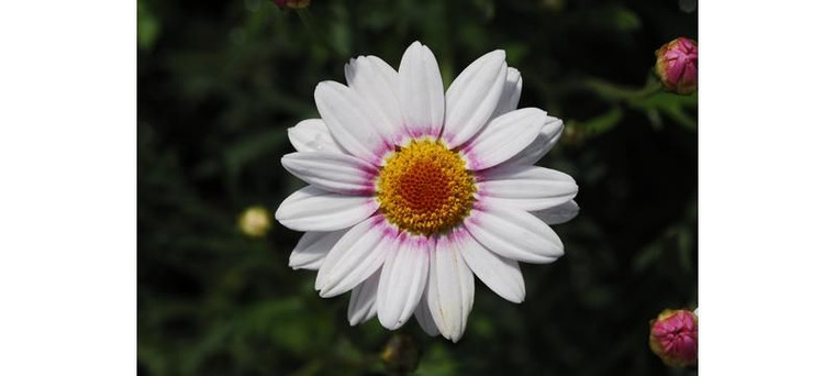 Argyranthemum 'Barbie' 14cm