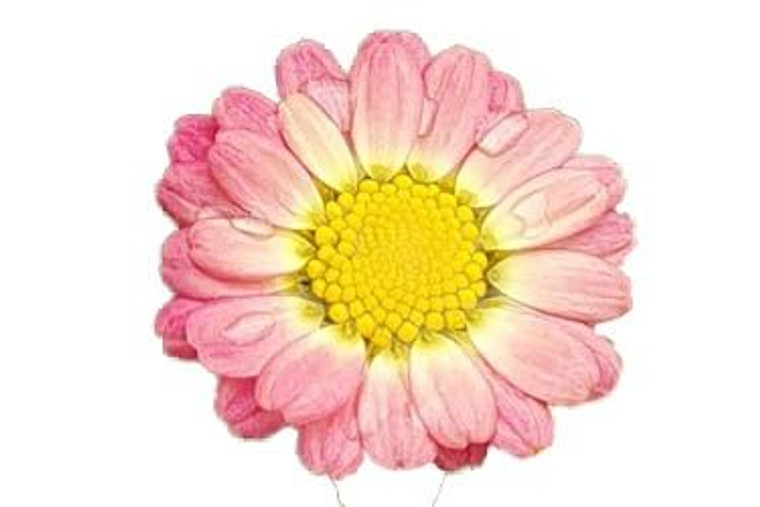 Argyranthemum 'Angelic Sweets' 2.5L