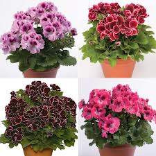 Pelargonium Assorted 15cm
