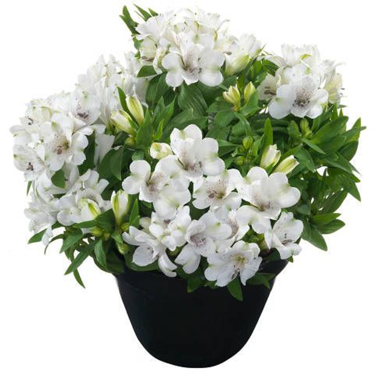 Alstroemeria inticancha 'Magic 2.5L