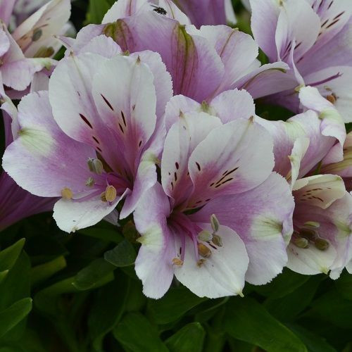 Alstroemeria Inticancha 'Moon' 2.5L