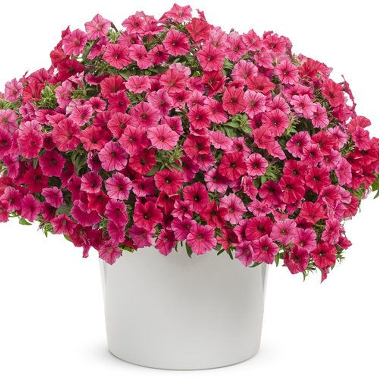 Petunia 'Bubblegum Paradise' 1.5L