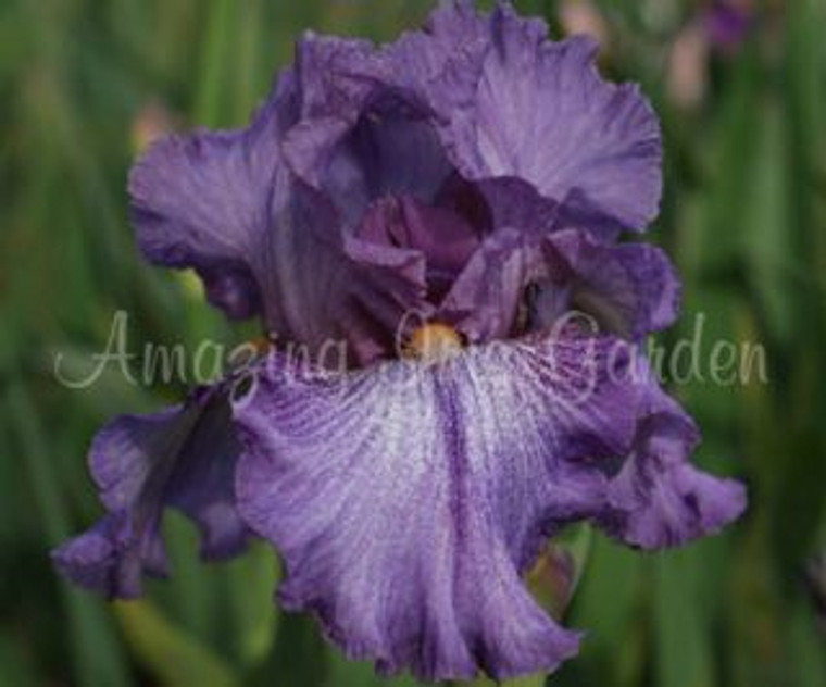 Iris Bearded 'Beaumonde' 2.5L