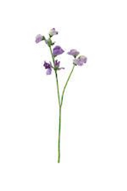 Sweet Pea - Lavender 40cm