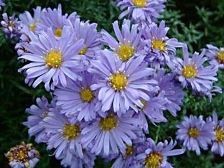 Aster 'Lady In Blue' 2.5L