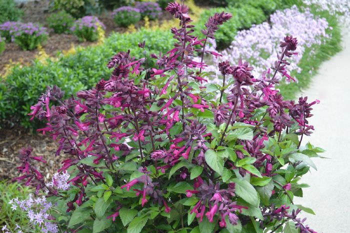 Salvia 'Love And Wishes' 14cm