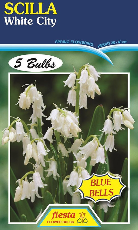 Scilla 'White City' 5