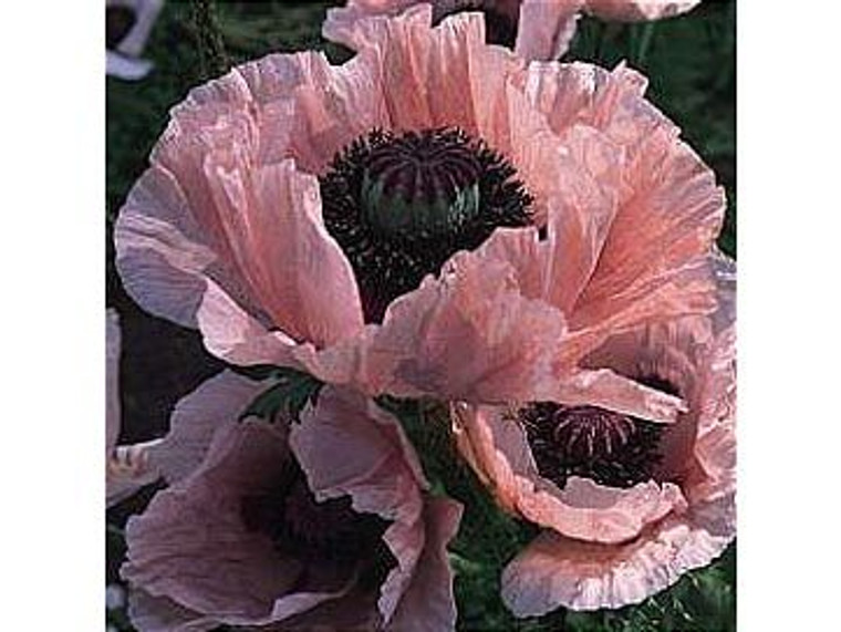 Papaver 'Coral Reef' 1.3L