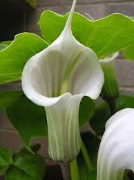 Arisaema candidissimum 2L
