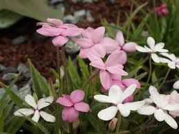 Rhodohypoxis baurii - Bowl 2L