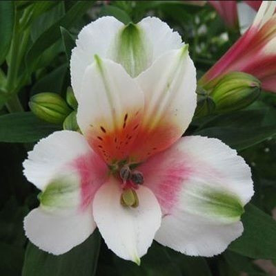 Alstroemeria 'Inca Lucky' 2.5L